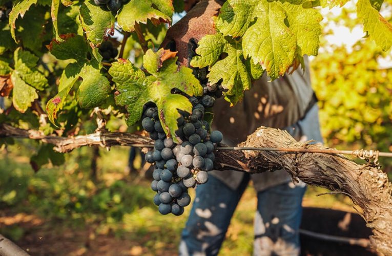 El vino frente al cambio climático: BBVA lanza un monográfico sobre la sostenibilidad en el sector