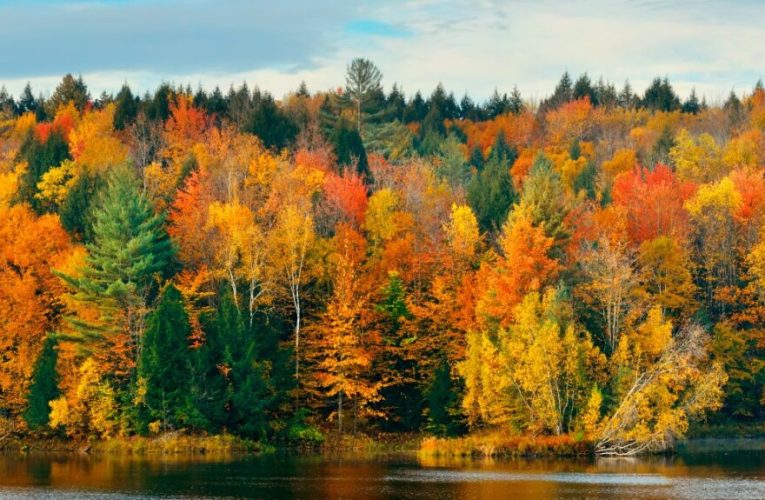 cómo afecta al color de los bosques