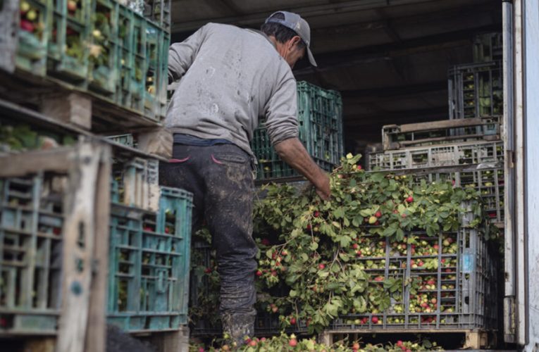 Pérdida y desperdicio alimentario: ¿son lo mismo?