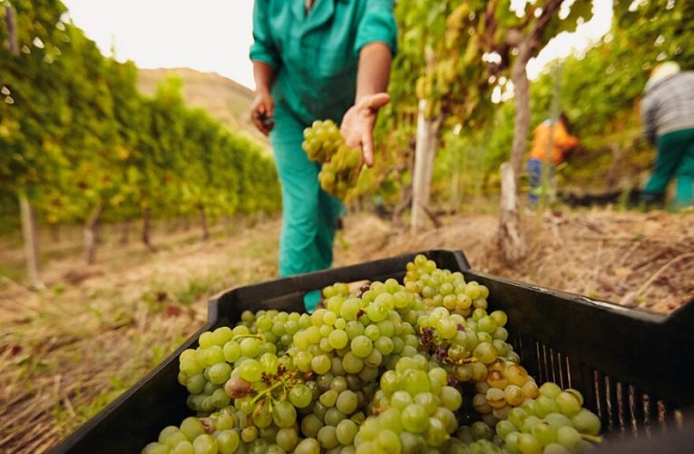 Producción sostenible de frutas: impacto social y desarrollo local
