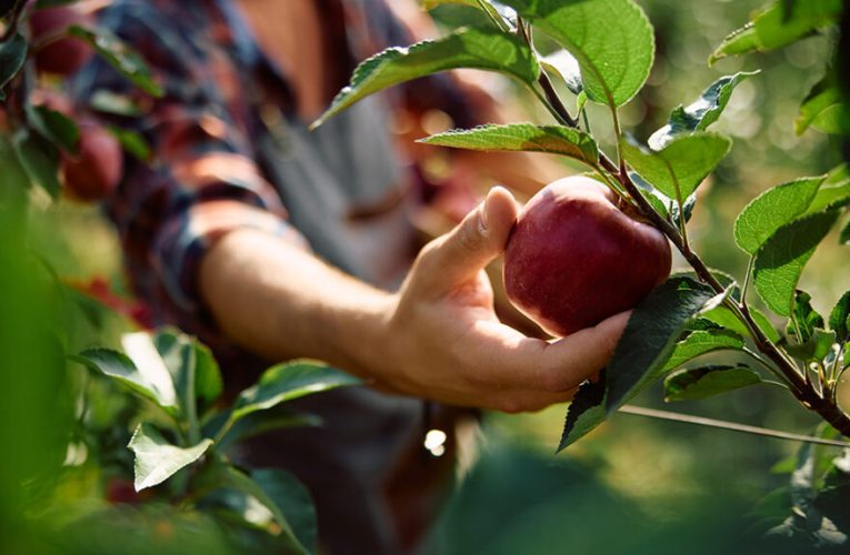 cómo se cultivan y qué beneficios tienen
