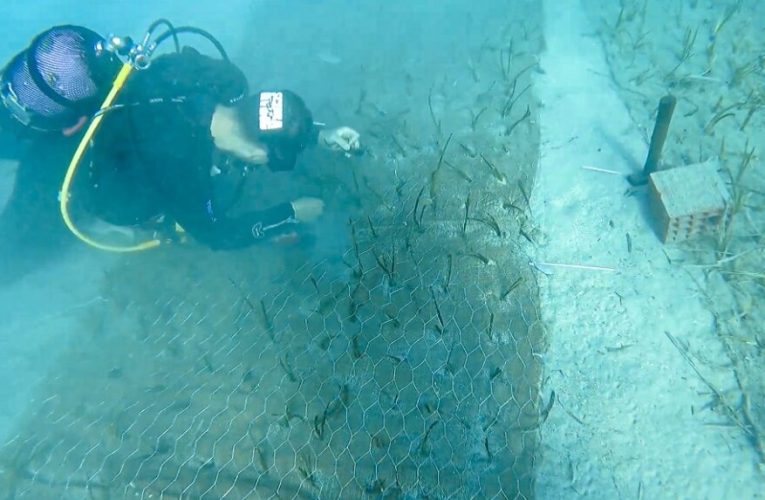 Un proyecto impulsado por Garanti BBVA descubre la pradera marina más antigua de Turquía