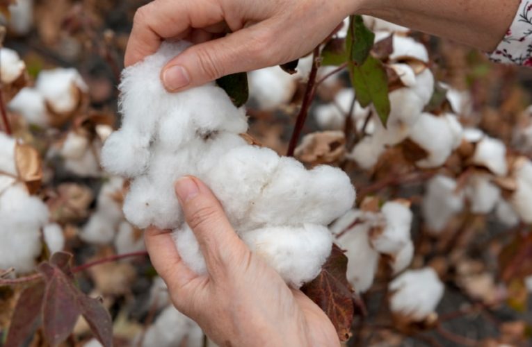restaurar los ecosistemas teje el futuro de la ropa sostenible