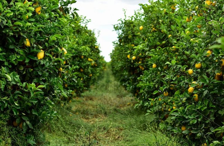 cómo integrar prácticas agrícolas sostenibles