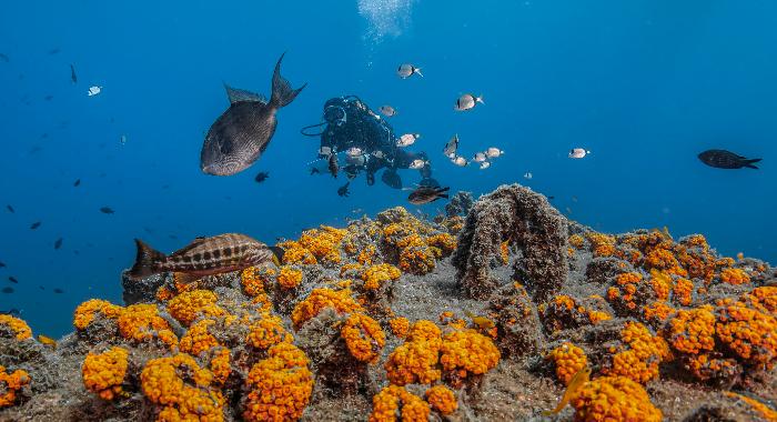 imagin consigue repoblar el mar de Alborán de corales naranjas en menos de tres años