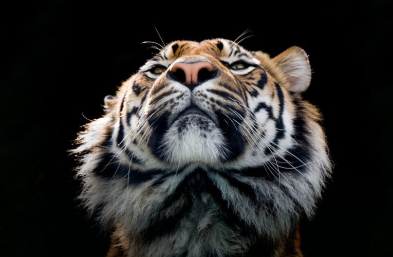 Especies de animales en peligro de extinción en 2025