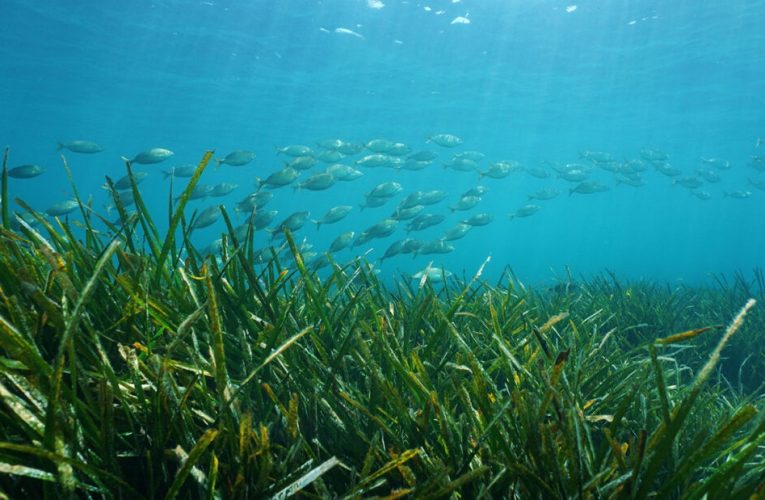 Garanti BBVA emite el primer bono de biodiversidad de Turquía
