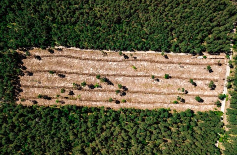 ¿Qué es la deforestación y cómo afecta al medioambiente?