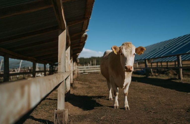Ganadería sostenible en Uruguay: carne libre de deforestación