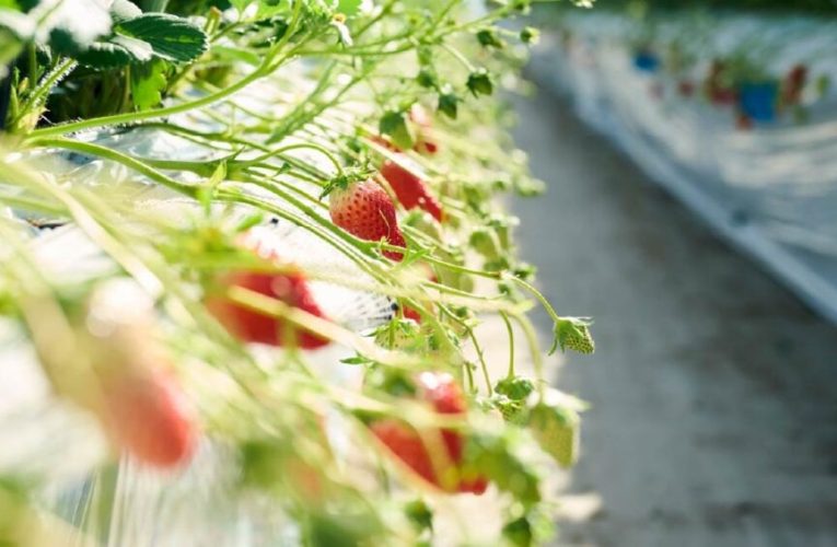 Fresas y patatas que crecen en el aire: así funciona la aeroponía