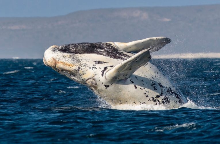 la especie que se protege desde península Valdés