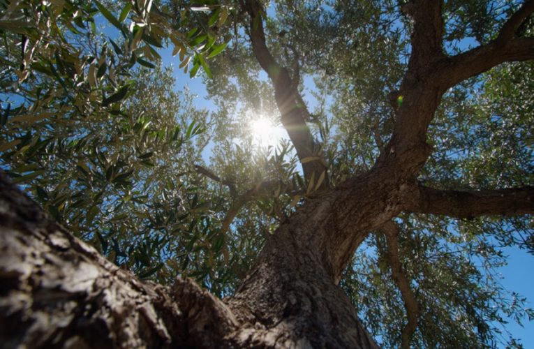 suelos sanos y rentabilidad ambiental y económica