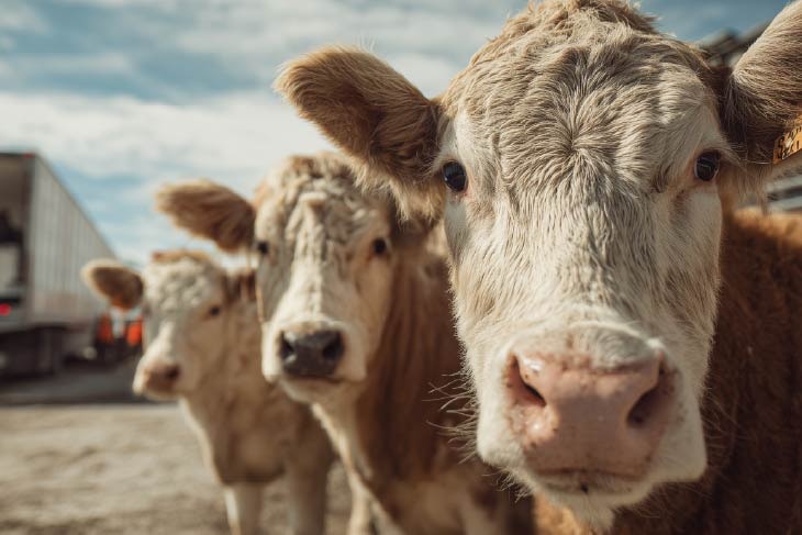 Sensores, datos y vacas conectadas: cómo la digitalización está cambiando el futuro rural