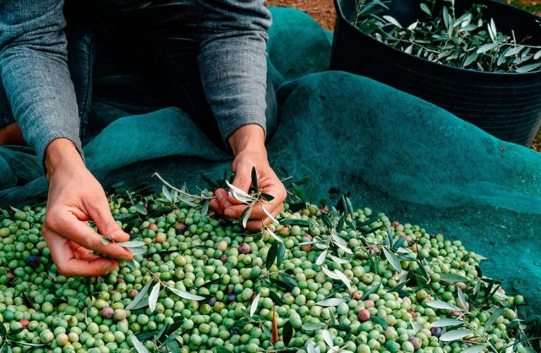 Así dinamiza el sector del aceite de oliva la economía