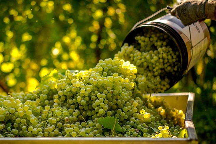 Sostenibilidad y tradición, así se está transformando el futuro del vino en España