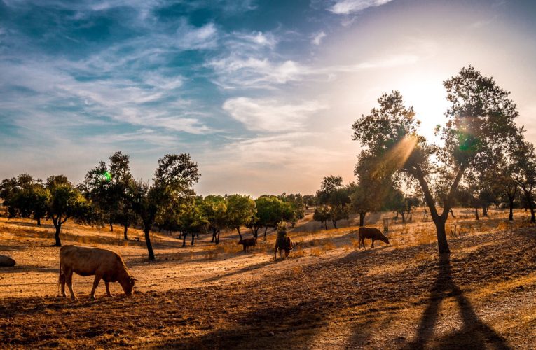 Publicado el octavo número del informe ‘Previsiones Económicas de Extremadura’