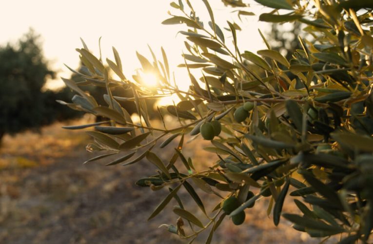 Producción sostenible de aceite de oliva: del olivo al molino