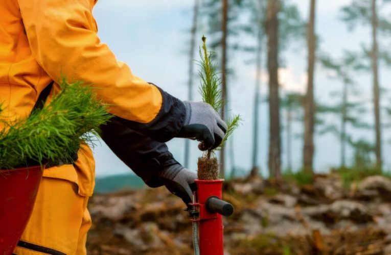 Podcast  Futuro lanza ayudas para proyectos de reforestación en su Convocatoria Solidaria 2026