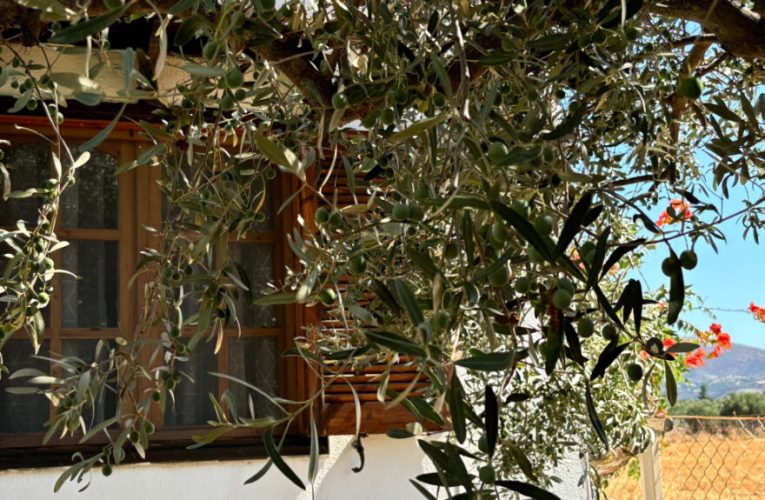 fusión entre gastronomía tradicional y sostenibilidad