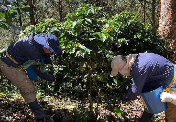 En 2025, el agro colombiano recibió $8,8 billones en financiación