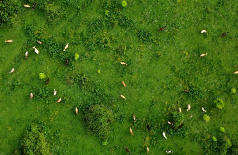 BBVA impulsa la IA en el campo y ofrece un año sin coste de la ‘app’ de NAX SOLUTIONS para análisis de cultivos