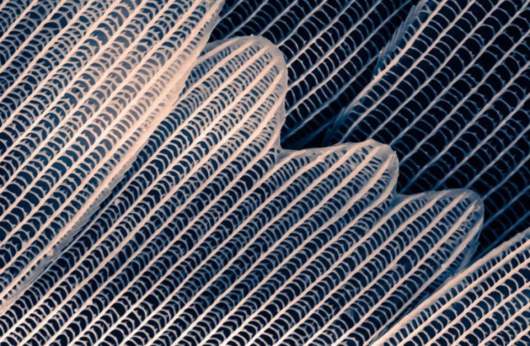 Qué es el biodiseño y por qué está transformando la sostenibilidad