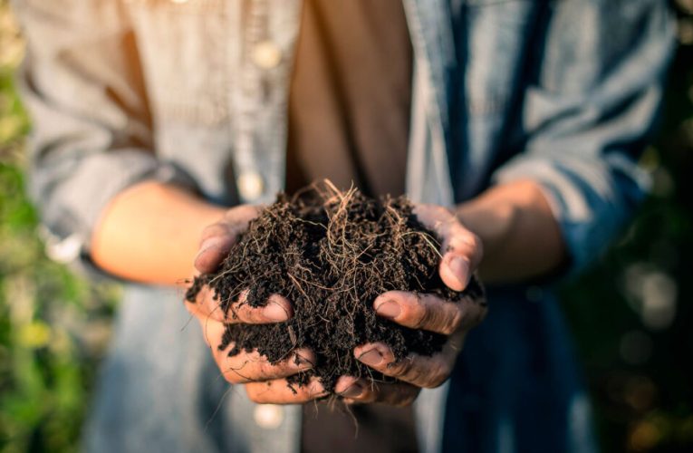 ¿Qué es el compost y cuáles son sus fases, usos y beneficios?