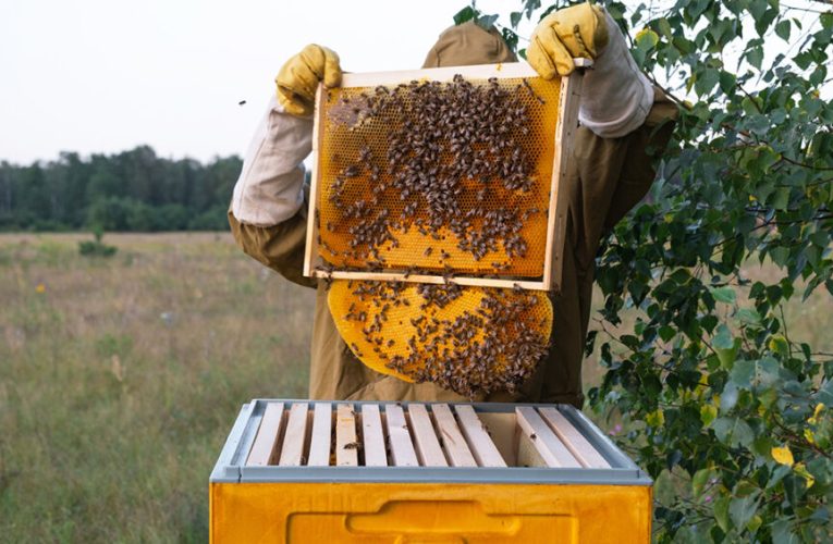 La España rural, protagonista de los VII Premios BBVA a los Mejores Productores Sostenibles