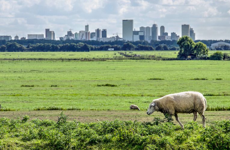 Diferencias entre pobreza rural y urbana: causas y soluciones