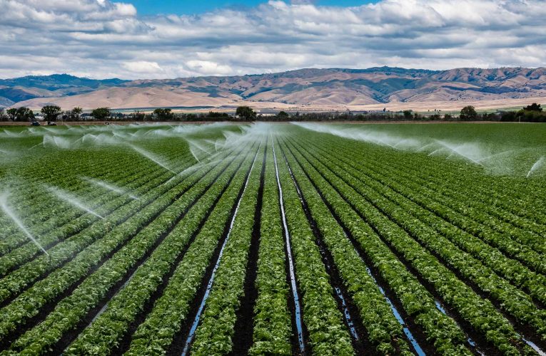 Fertirriego: qué es y cómo optimiza la agricultura sostenible